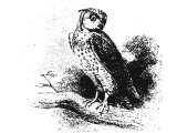 Eagle owl of Palestine (Bubo ascalaphus). Various Hebrew words for owls: KOS (Ps.102.6, Lev.11.17, Deut.14.16), QiPOZ (Is.34.15), LILITh (Is.34.14)